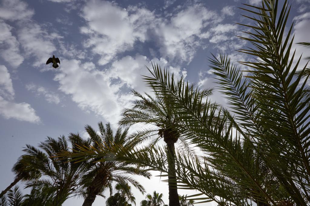 Dar Ayniwen Garden Hotel & Bird Zoo Marrakesh Exteriör bild