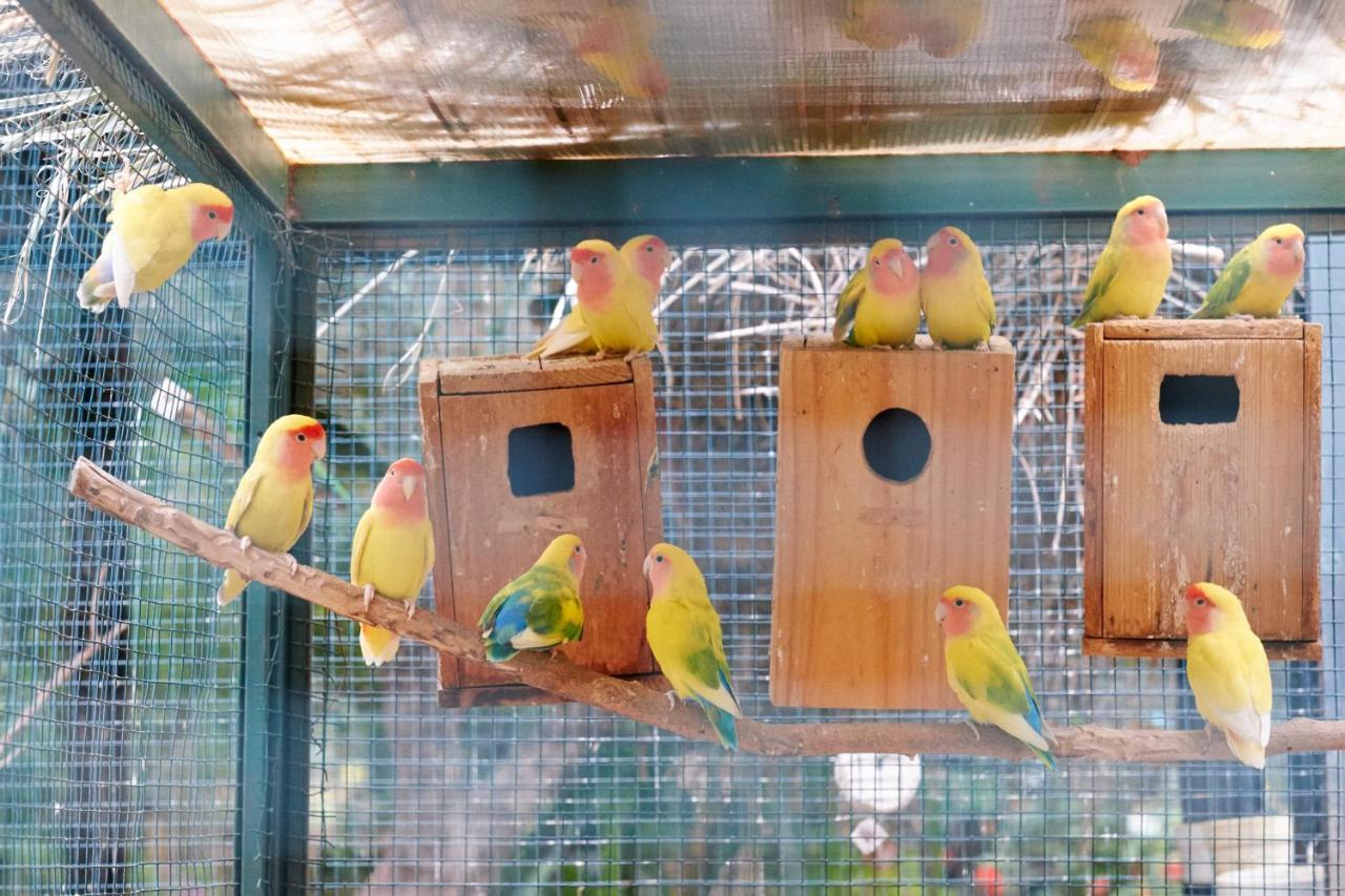 Dar Ayniwen Garden Hotel & Bird Zoo Marrakesh Exteriör bild
